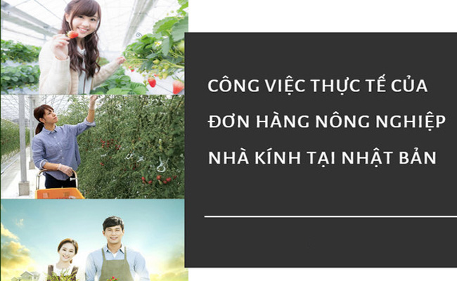 Công việc thực tế của đơn hàng nông nghiệp nhà kính tại Nhật Bản