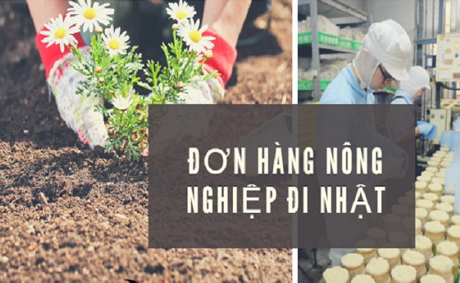 Kinh nghiệm vàng giúp bạn thi tuyển đơn hàng nông nghiệp đi Nhật dễ như ăn kẹo